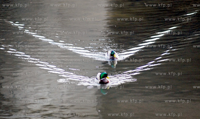 Kaczki dwie.
27.03.2007
fot. Andrzej J. Gojke / KFP