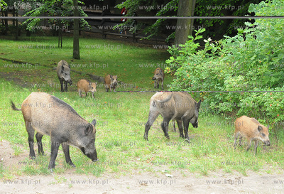 Dziki pojawily sie przy karczmie Harnas w okolicach...