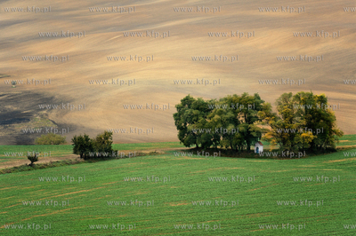 Morawy. Czechy. Okolice miejscowosci Kijev. Nz. przydrozna...