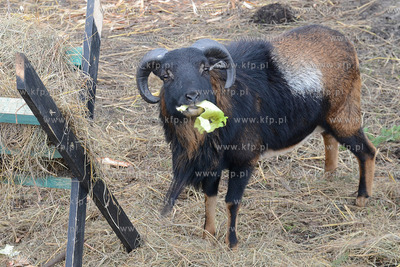 11.11.2013 o godz. 11:11 otwarto ZOO FARME W Debogorzu,...