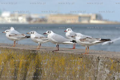 Gdynia - Bulwar Nadmorski im. Feliksa Nowowiejskiego....