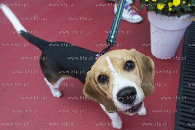 43. Festiwalu Polskich Filmów Fabularnych.

 21.09.2018...