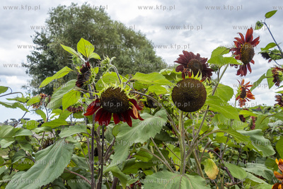 "Przystań Słoneczniki", plantacja słoneczników...