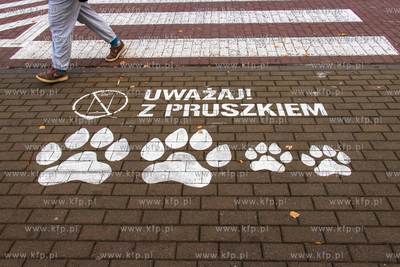 Akcja "Bezpieczeństwo z Lwem Pruszkiem na przejściach...