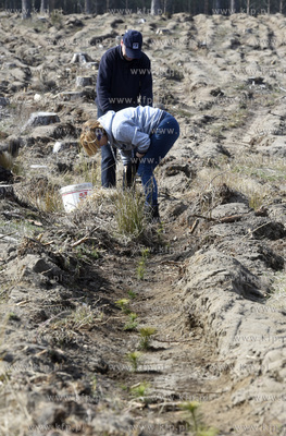 Gmina Lipusz. W Żelewcu nowy las na ziemii należącej...