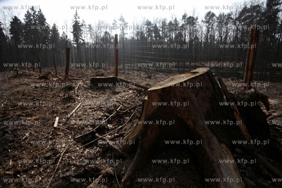 Gigantyczny wyrąb drzew w Trójmiejskim Parku Krajoobrazowym.
25.03.2015
fot....