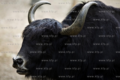 Gdańsk. Zoo.
28.07.2015
fot. Krzysztof Mystkowski...