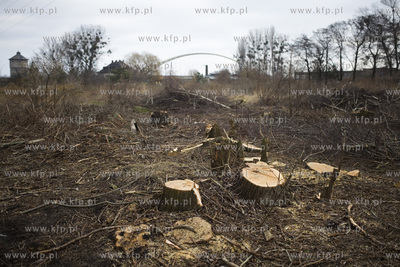 Wycinka drzew przy ul. Kochanowskiego w Gdańsku.
28.02.2017
fot....