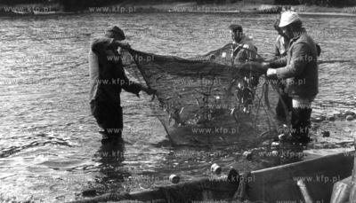 Kaszubscy rybacy wyciagaja z wody sieci pelne ryb....