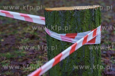 Gdańsk. Wycięto blisko stuletnie drzewa na terenie...