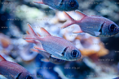 Akwarium Gdynskie Morskiego Instytutu Rybackiego -...