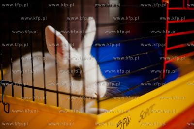 Sopockie Uszakowo - Centrum Adopcyjne Krolikow.
29.03.2013
fot....