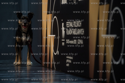 Gdynia. 46 Festiwal Polskich Filmów Fabularnych. Konferencja...