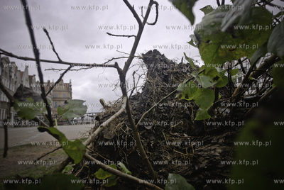 Przewalone ploty i wyrwane z korzeniami drzewa to skutek...
