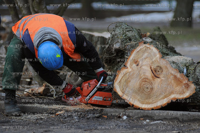 Rozpoczela sie wycinka starych, chorych i zagrazajacych...