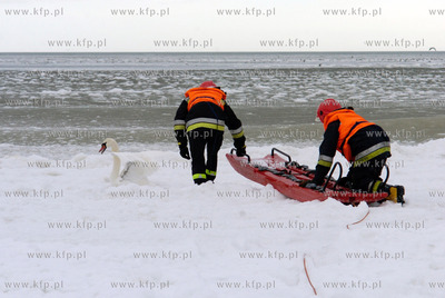 Strazacy z Ustki uratowali labedzia, ktory przymarzl...