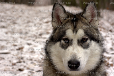 Pies rasy Alaskan Malamut. 12.2012 fot. Pawel Marcinko...