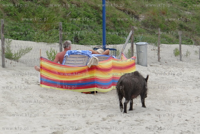 Krynica Morska. Dzik odwiedzil plaze, aby pozywic sie...