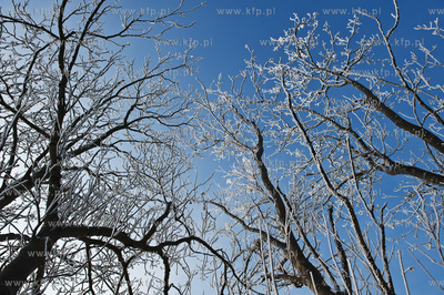 Piekna zima na zabytkowej ul. Wiezyckiej w Gdansku-Lostowicach.
16.01.2010
fot....