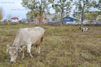Miejskie pastwisko. Krowy pasace sie w Gdansku Kokoszkach...