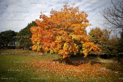 Gdansk. Park Ronalda Reagana.
16.10.2013
fot.Krzysztof...
