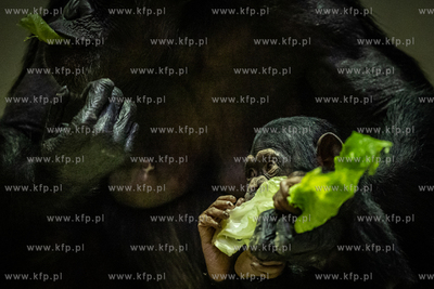 Młode szympansy w oliwskim zoo.
05.01.2023
fot....