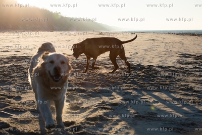 Plaża w Krynicy Morskiej. 16.02.2019 / Fot. Anna Rezulak...
