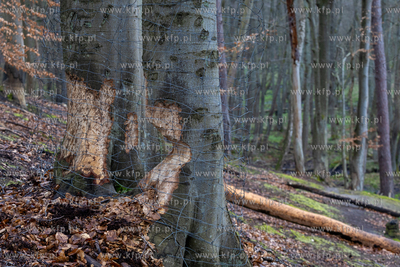 Sopot. Staw Mazowiecki. Drzewa zabiezpieczone siatką...