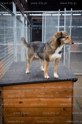 Gdansk. Schronisko dla bezdomych zwierzat Promyk. Akcja...
