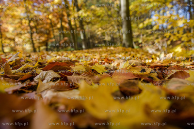 Gdansk. Jesienne, sloneczne przedpoludnie w Parku Orunskim.
27.10.2015
fot....