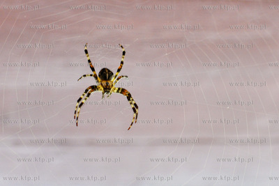 Pajak z rodziny krzyzakowatych Araneidae, charakteryzujacy...