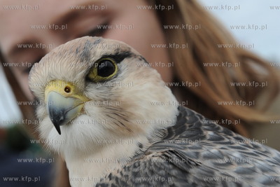 Plac Kuracyjny przy molo w Sopocie. Lesny Festyn Edukacyjny...