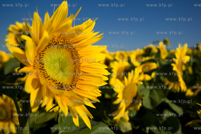 Sloneczniki z Ogrodzienca.
24.07.2012 fot. Pawel Marcinko...
