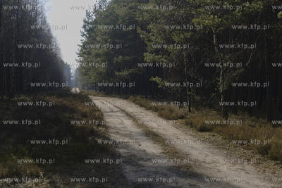 Wiosenny las
22.03.2020
Fot. Krzysztof Mania/KFP