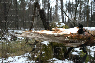 Trwa szacowanie szkod wyrzadzonych przez ostatnie wichury...