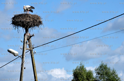 Sulmin na Kaszubach w gmienie Zukowo. Bociany w gniezdzie...