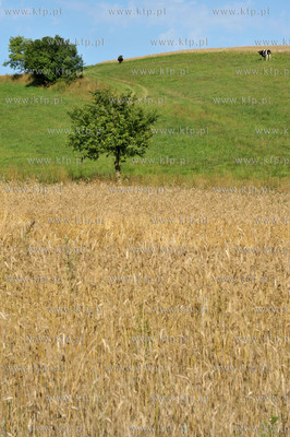 Zukowo na Kaszubach. Pola ze zbozem i laka z pasacymi...