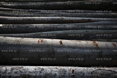 Gigantyczny wyrąb drzew w Trójmiejskim Parku Krajoobrazowym.
25.03.2015
fot....