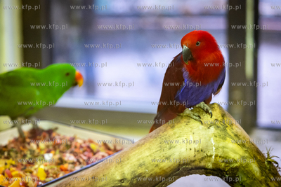 Nowi ptasi lokatorzy oliwskiego zoo. Nz. Barwnice.
21.12.2023
fot....