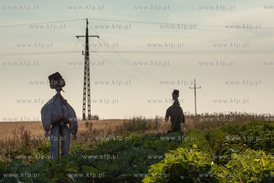 Strachy na wróble w polu kapusty, okolice Żelaza...