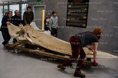 Gdansk. Uniwersytet Gdanski. Rozladunek szkieletu pletwala...