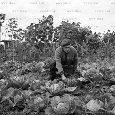 W ogrodkach dzialkowych sezon na zbior warzyw. 
15.09.1973
3wrzesien73_z.kosycarz_p30
Fot....