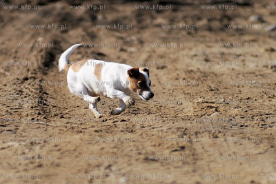 Pies
04.03.2012 fot. Andrzej J. Gojke / KFP