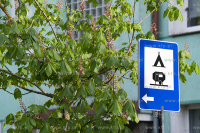 Sopot. Kwitnące kasztanowce.19.05.2021 Fot. Anna...