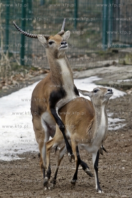 Gdansk. Oliwskie zoo. Nz Kob Liczi.
14.04.2013
fot....