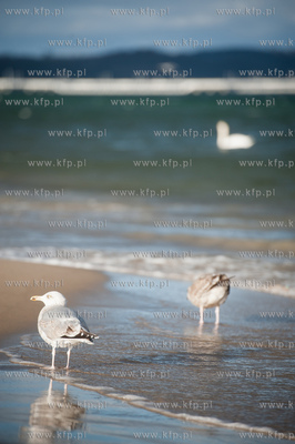 Plaza na granicy Gdanska i Sopotu w zimowe sloneczne...