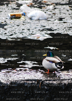 Dzika kaczka wsrod smieci w kanale Radunii w centrum...