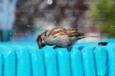 Wrobel pijacy wode z fontanny na Skwerze Kosciuszki...