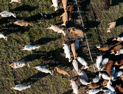 Wypas krow na polskich lakach. NZ laki i stado w okolicy...