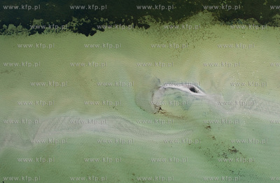 Rybitwia Mieliznia (Rewa Mew) na zatoce puckiej. 22.06.2009...